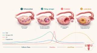 Hormones in Harmony: Understanding Your Ovulation Cycle