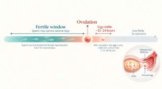 Your Fertile Window: Making the Most of Ovulation Timing